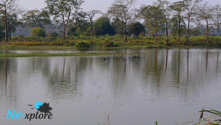  Kaziranga National Park