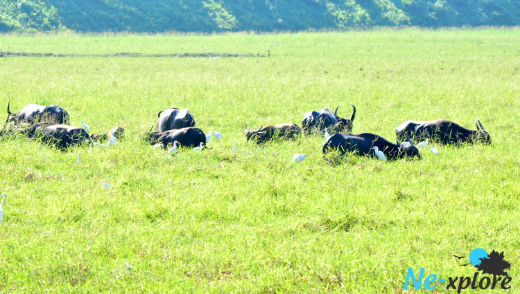 Wildlife Majuli