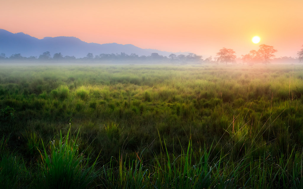 Kaziranga National Park