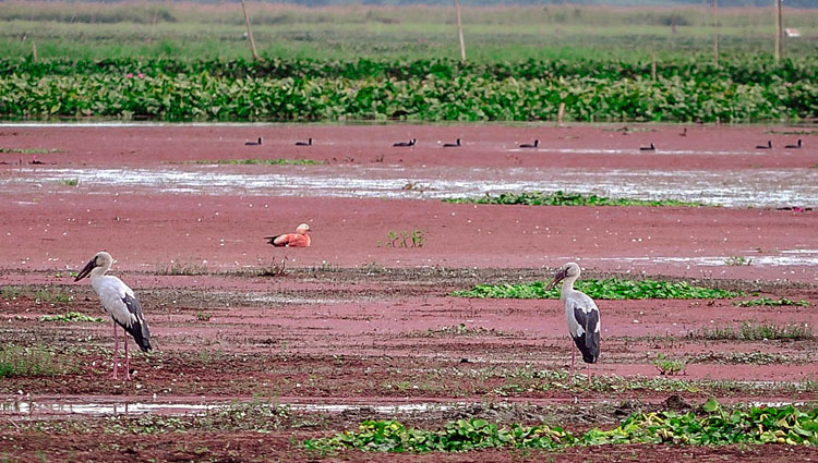 Bird watching Assam