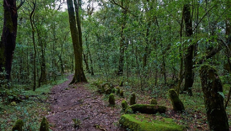 Mawphlang Sacred Forest