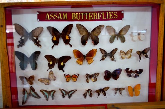 Butterfly museum