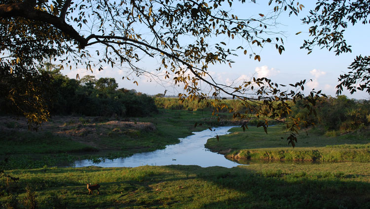 Kaziranga National Park