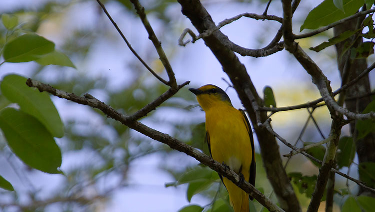 Nameri National Park