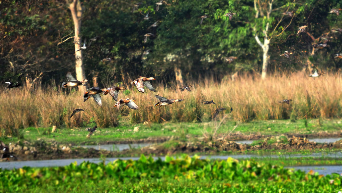 Pobitora Wildlife Sanctuary 