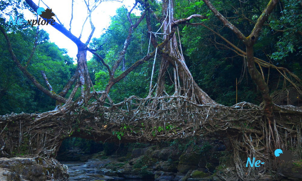 Living root bridge at Mawlynnong