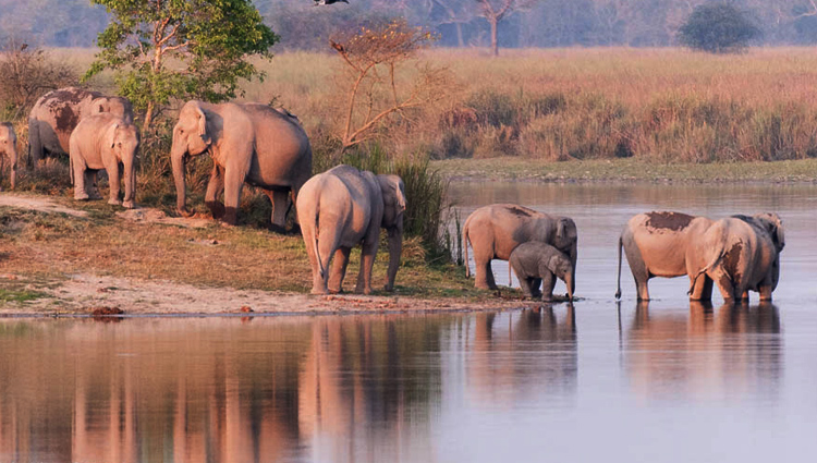 kaziranaga, Assam