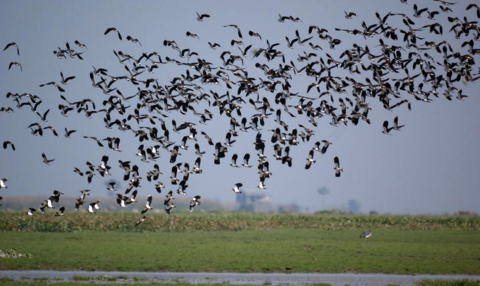 Pani Dihing Wildlife Sanctuary