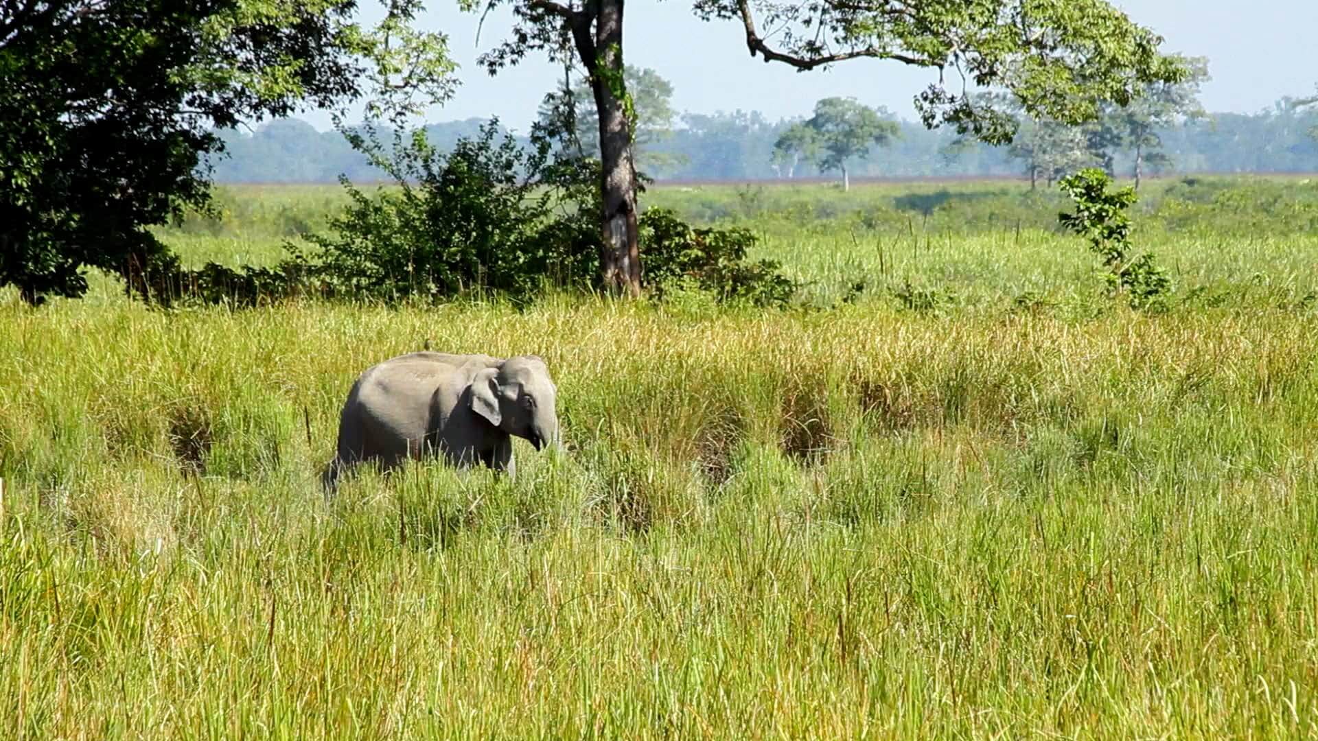 molai forest images