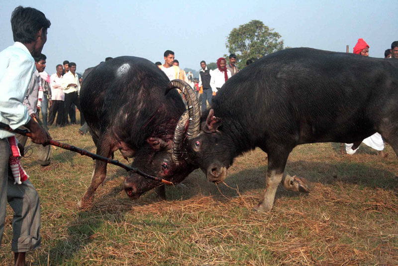 Buffalo fight in Magh Bihu Assam