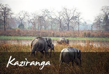 Kaziranga National park overview