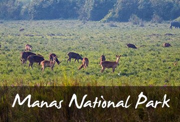 Manas National park overview