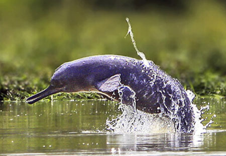 Dibru-Saikhowa National Park Travel Guide | River dolphin 