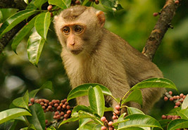Gibbon Wildlife Centuary 