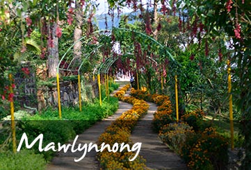 Mawlynnong Tourism guide