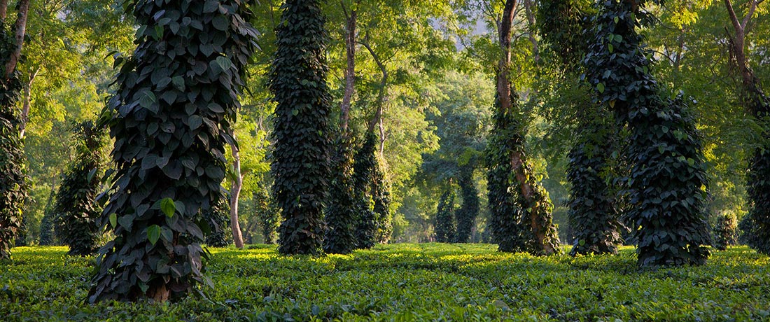 tea garden assam| Assam Packages Tour 5 days