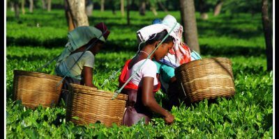 Tea tour in the oldest tea garden of Assam