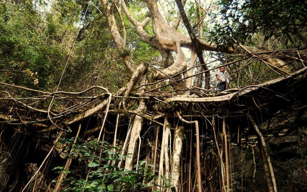 living root bridge Nongbareh village | unexplored places in Meghalaya