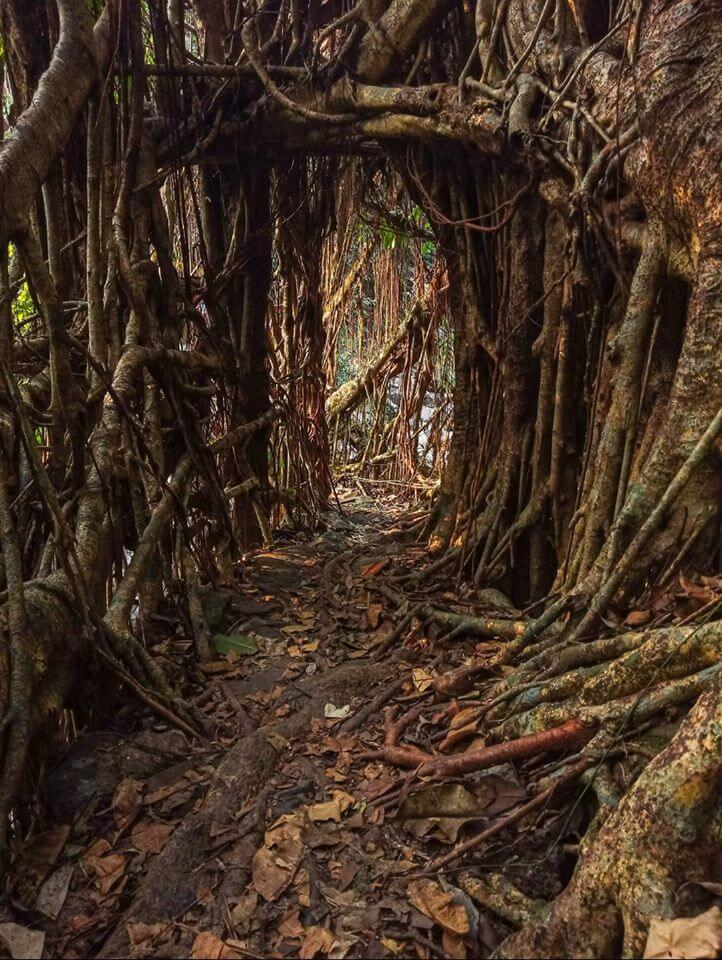 Nongbareh root bridge 