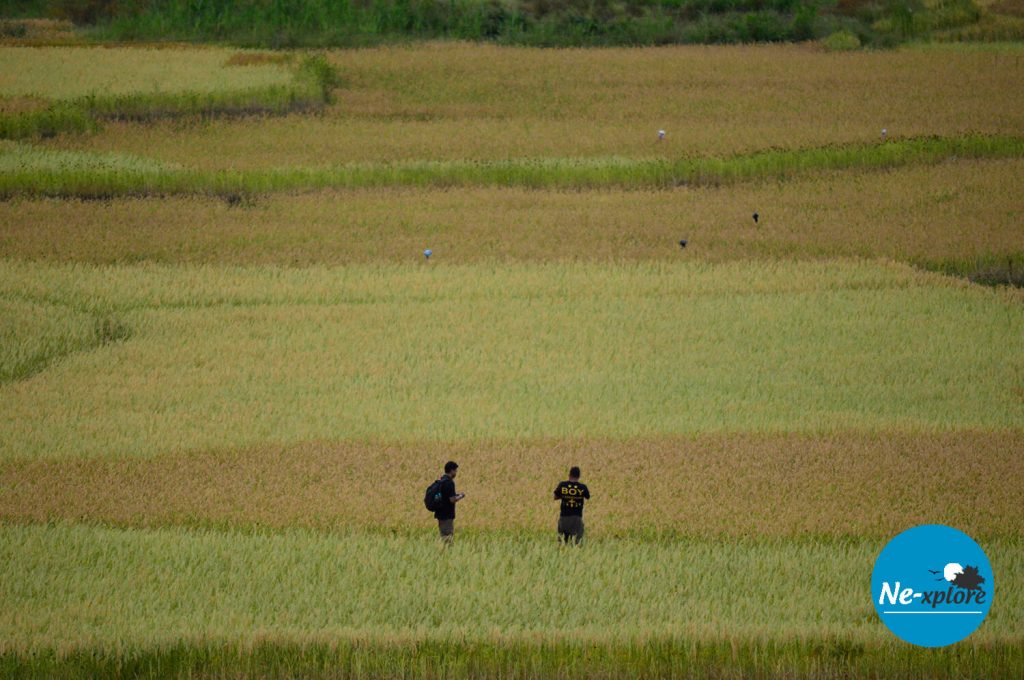 Paddy field in Ziro Arunachal Pradesh