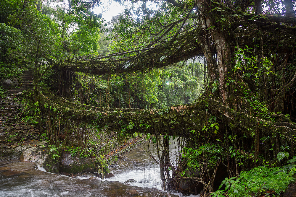 Double decker living root bridge, Nongriat village