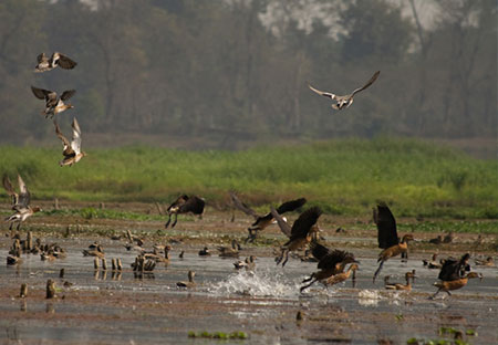 Bird Watching  | Dibrusaikhowa Travel guide