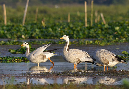 Migratory birds| Dibru-saikhowa Travel guide