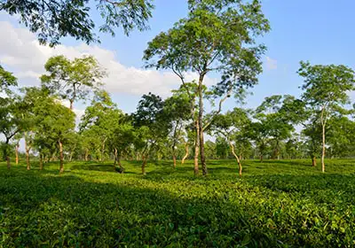 Assam Tea Tour